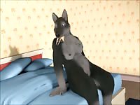 Furry dog using a toy dragon as a dildo