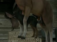 Dog getting fucked by big horse dick in 3D porno