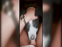 Border Collie Sucks Off His Owner's Cock